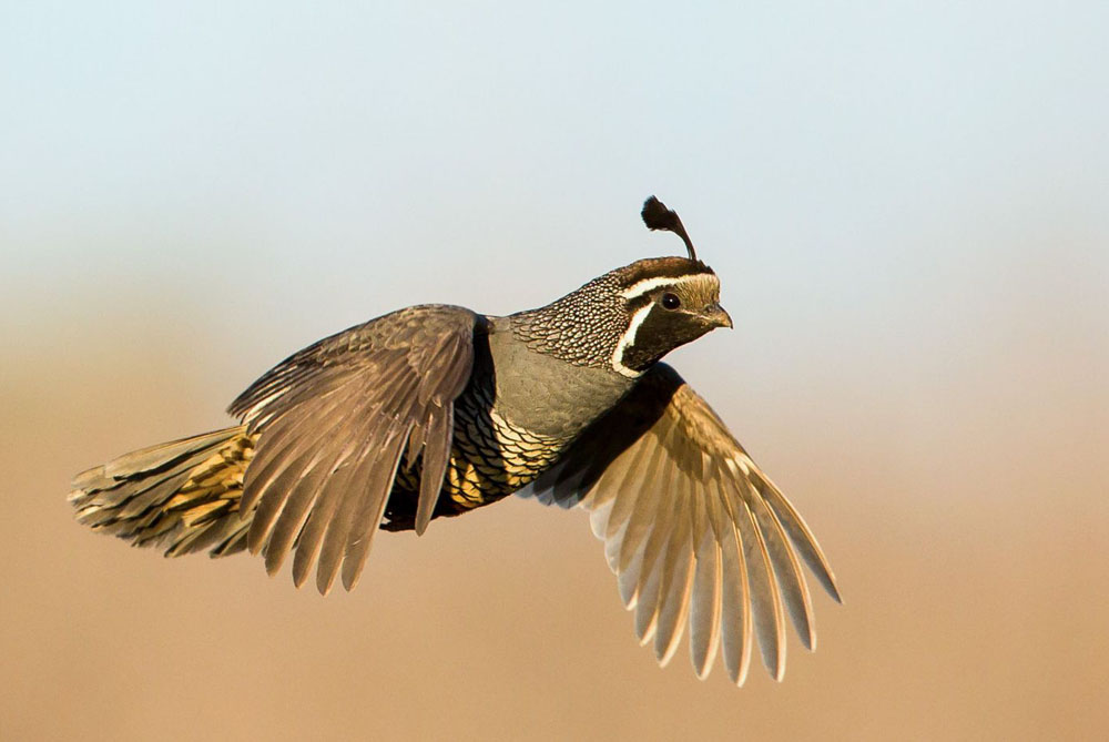 NC Guided Quail Hunting Guide Service