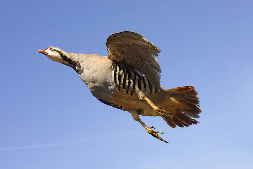 NC Guided Chukar Hunting Guide Service